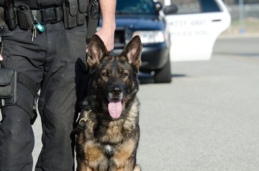 What to Do if a Drug Sniffer Dog Signals a False Positive in Utah